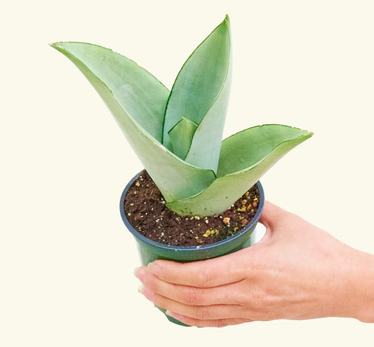 The Rare "Moonshine" Snake Plant everyone should have in their home!