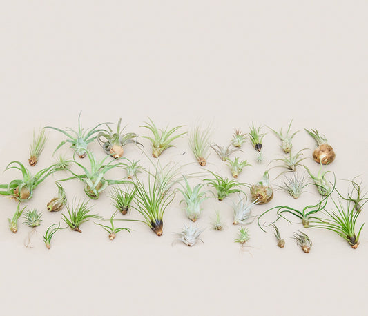 Mystery Air Plant Box 40-Pack